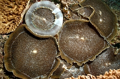 Raja Ampat 2016 - Anemones - IMG_4878_rc